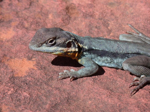 Lizard